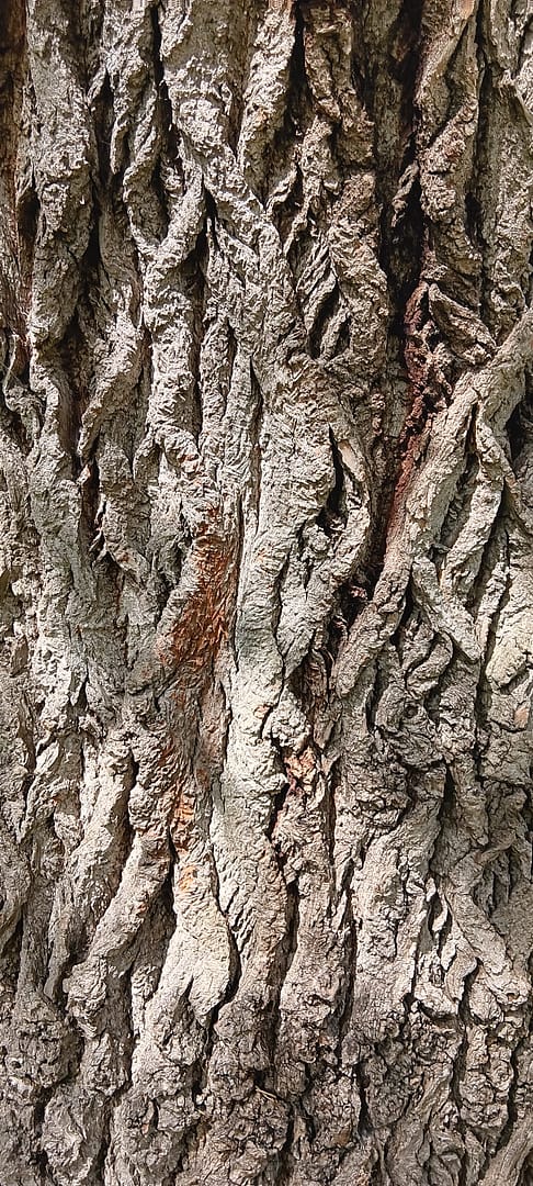 Wellbeing Urban Forest Walk