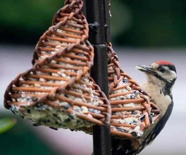 Willow Work Create an Urban Bird Feeder Urban Forest Collective